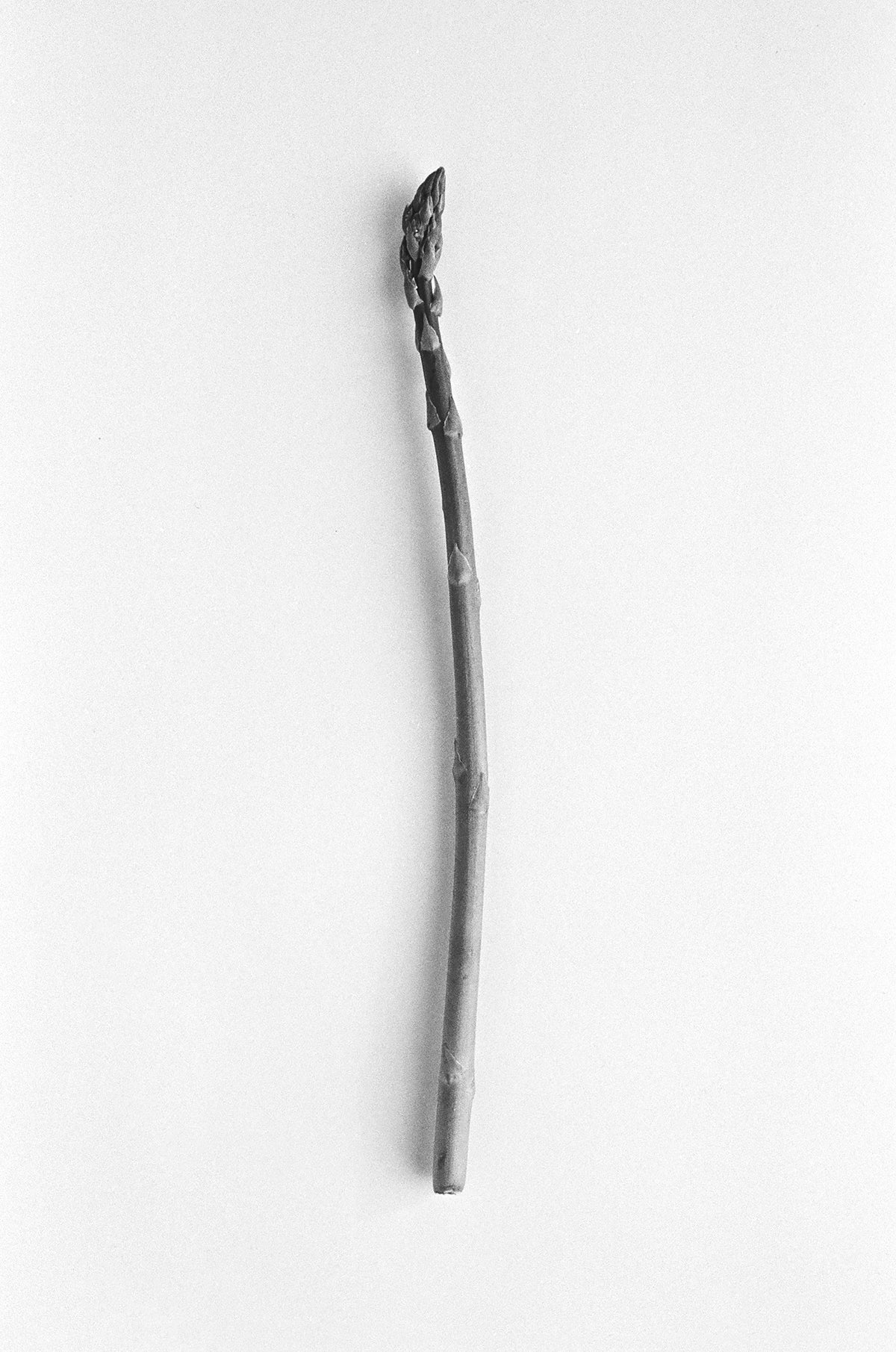 Photographic Fine Art Print — Asparagus WAS $220 NOW $130