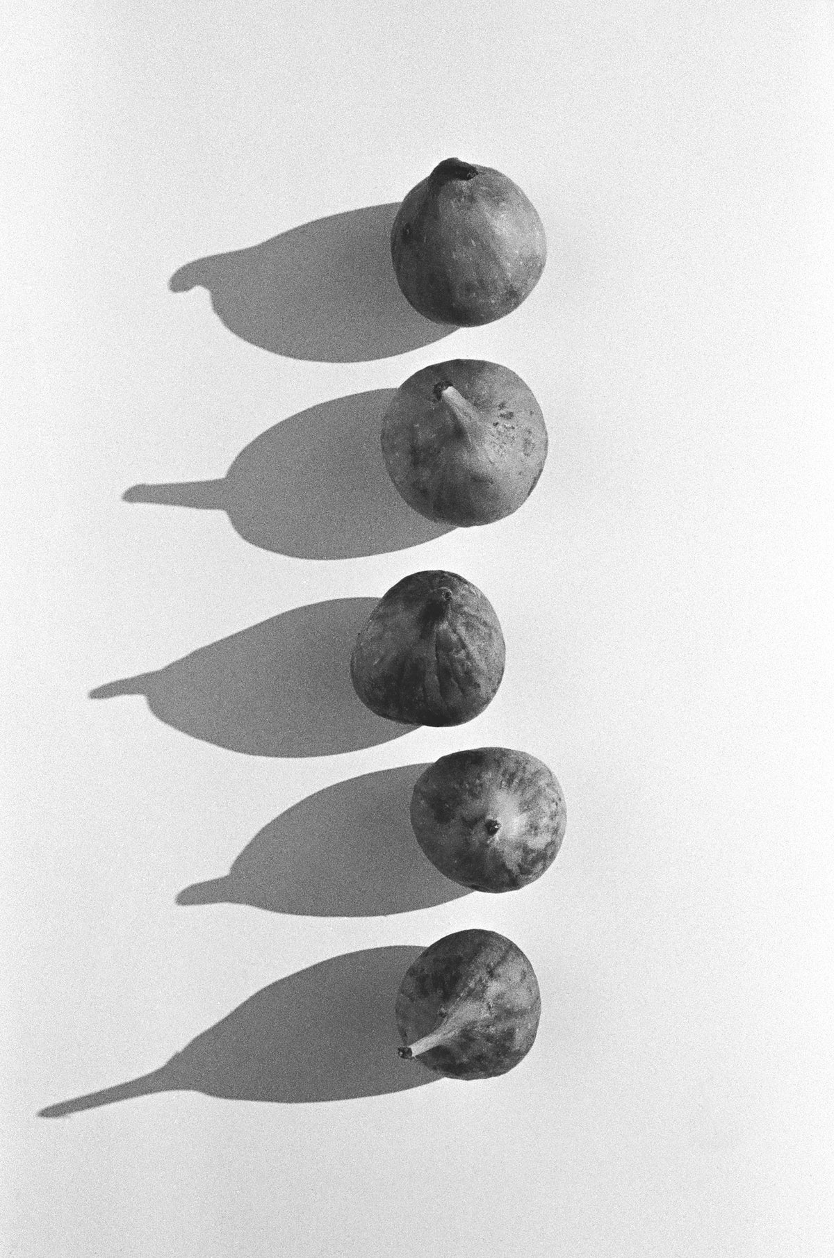 Photographic Art Print— Fig WAS $220 NOW $130