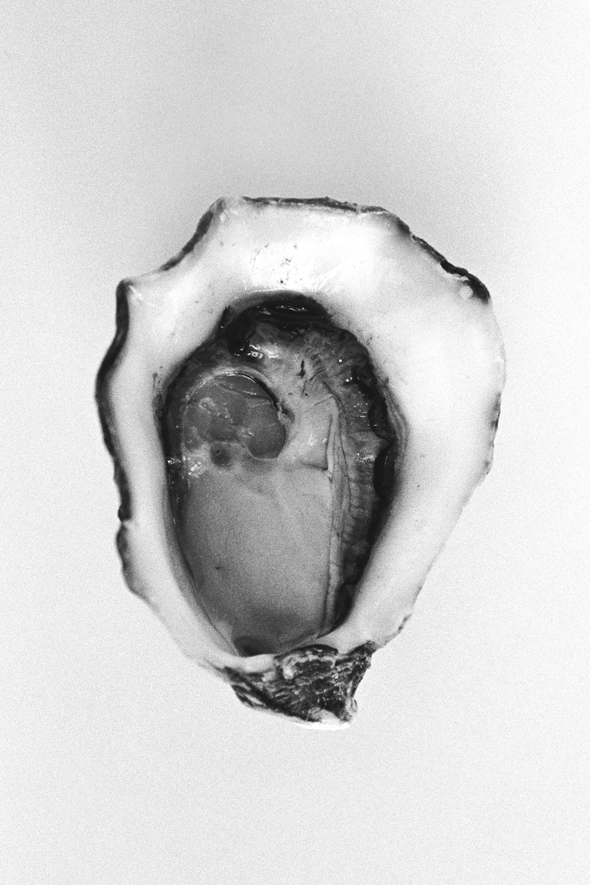 Photographic Art Print — Oyster WAS $220 NOW $130