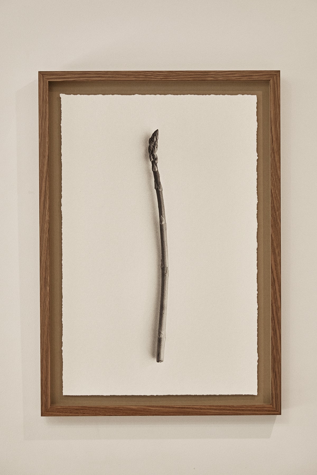 Framed Still Life Photography — Asparagus