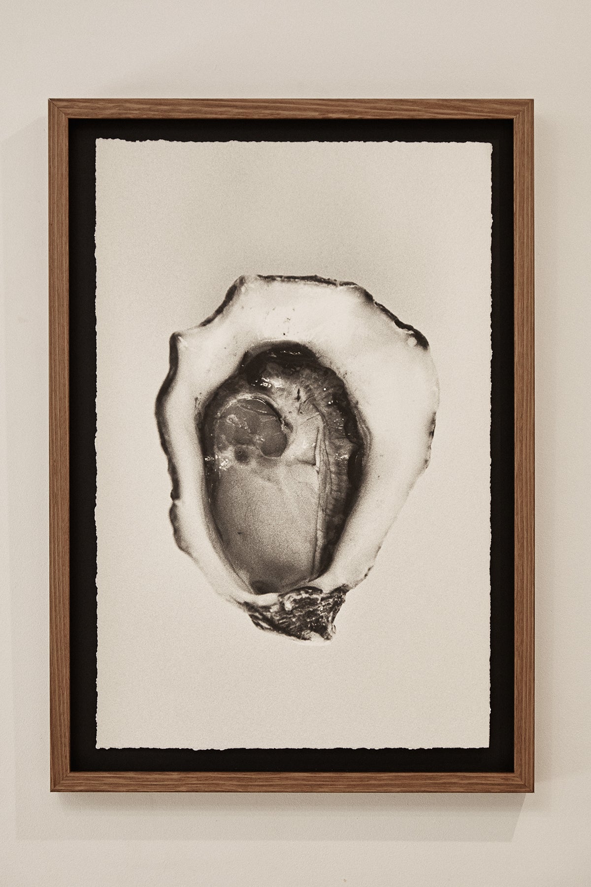 Photographic Art Print — Oyster WAS $220 NOW $130