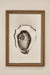 Framed Still Life Photography — Oyster